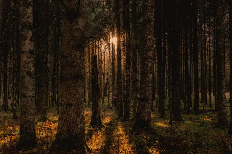Woodland Glades